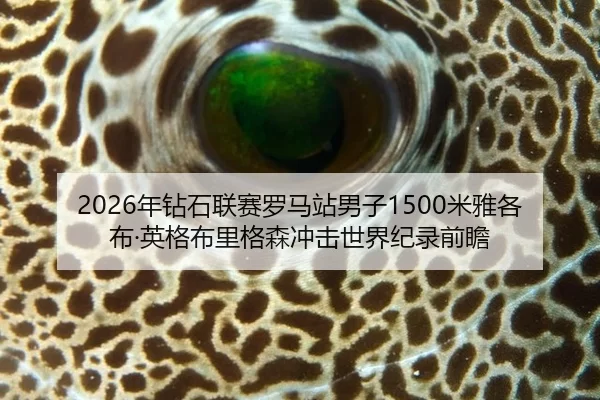 2026年钻石联赛罗马站男子1500米雅各布·英格布里格森冲击世界纪录前瞻
